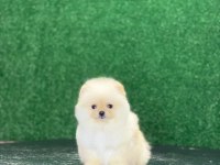 Pomeranian bebekleri