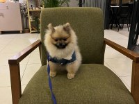 Pomeranian boo 9 aylık