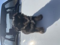Veteriner hekimden 45 günlük pomeranian boo