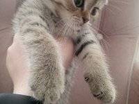2 aylık scottish fold erkek