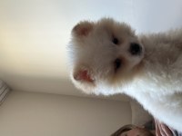 Sakarya Pomeranian 5 Aylık (ERKEK)