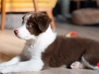 Çok iyi border collie yavruları İstanbul