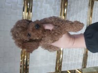 2.5 aylik erkek toy poodle