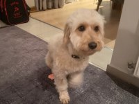 Maltipoo kızım 1.5 yaşında