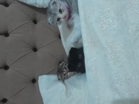 Rezerve açık 50 günlük scottish fold yavrular