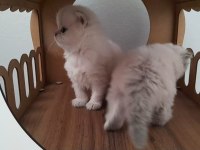 Maviş Gözlü British Shorthair Bebekler
