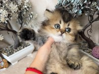 British longhair ny25 erkek
