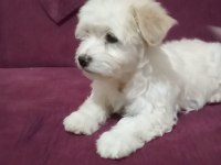 Dişi A kalite Maltipoo