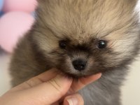 Show kalite pomeranian boo