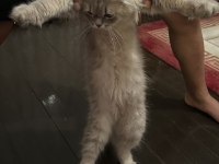 BRİTİSH LONGHAİR EKSİKSİZ DİŞİ