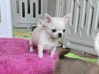 Türkiye’nin Kore teacup kar beyaz chihuahua yavruları