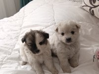 Siyah beyaz 2 aylık yavru köpeğimiz