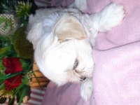 Shih tzu bebeklerimiz