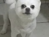 Sahiplendirilecek pomeranian boo