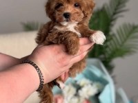 Maltipoo Biblo Yavrularimiz Teslime Hazır