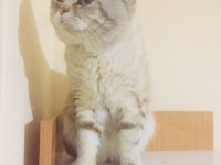Minik british longhair meleklerim