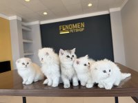 En Güzel British Longhair Yavrular Ankara Mağazamızda