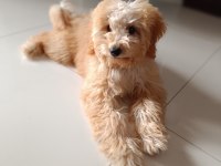 Sevimli Poodle Maya