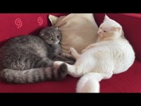 Kısır erkek scottish fold