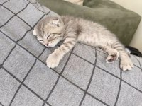 Ayıcık Suratlı Scottish Fold Yavrumuz Sahibini Bekliyor