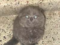 Nazlı scottish fold kızımız ömürlük yuvasını bekliyor