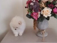 66 günlük pomeranian köpeği