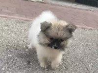 Pomeranian Yavrularımız
