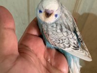 25, 26 ve 27 GÜNLÜK KUSURSUZ 3 ERKEK JUMBO BEBEK MUHABBET