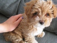 KG GARANTİLİ MALTİPOO