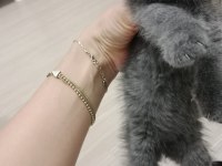 Scottish fold yavru kedimiz