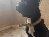 Uyguna Erkek French Bulldog