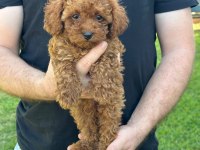 Kore Poodle Dişi