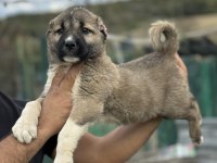 Karaboğa kangal yavruları bir