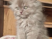 Kucak Bağımlısı Üst Kalite British Longhair Erkek
