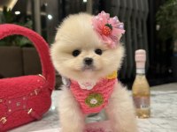 POMERANİAN BOO