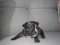 French bulldog