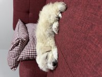 55 GÜNLÜK DİŞİ MALTİPOO