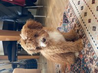 4 aylık yavru toy poodle