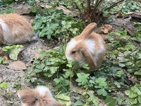 10 adet lop tavşanı yer izmir