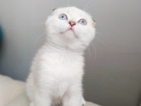 Birinci kalite kalıcı mavi gözlü scottish fold yavrular