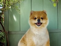Antalyada pomeranian boo ayı surat yavrular