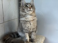 Renk güzeli maine coon