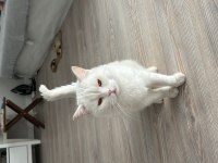 Adım Minik British Longhair