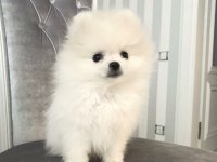 Dişi Pomeranian Boo Yavrum Yuvaya Hazır
