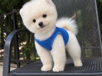 Orjinal Pomeranian Boo