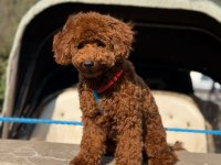 Bebeğimiz olacağı için vermek zorundayız erkek poodle