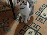 1 YAŞINDA ERKEK TEKİR KEDİMİZE YUVA ARIYORUZ.