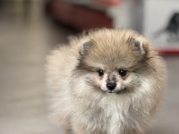 Pomeranian Boo Cinsi Yavrularımız