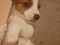 Jack Russell
