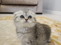 Yavru scottish fold bebekler
